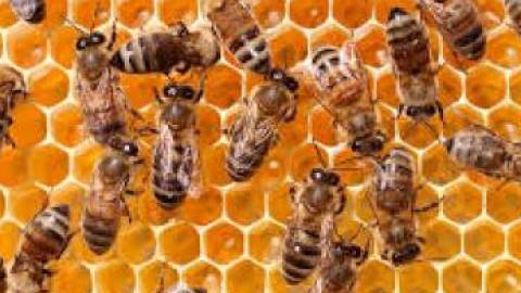 Beekeeping