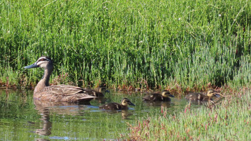 Pacific Black Duck with ducklings