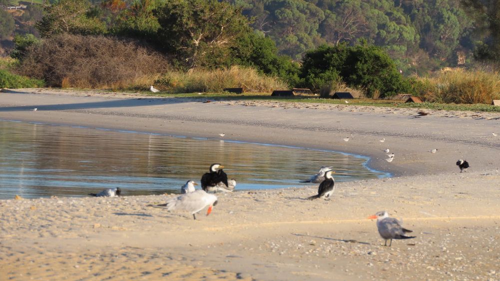 Caspian Terns in foreground with Little Pied Cormorants and Fairy Terns