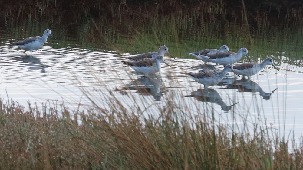 Common Greenshanks (trans-equatorial migratory birds)