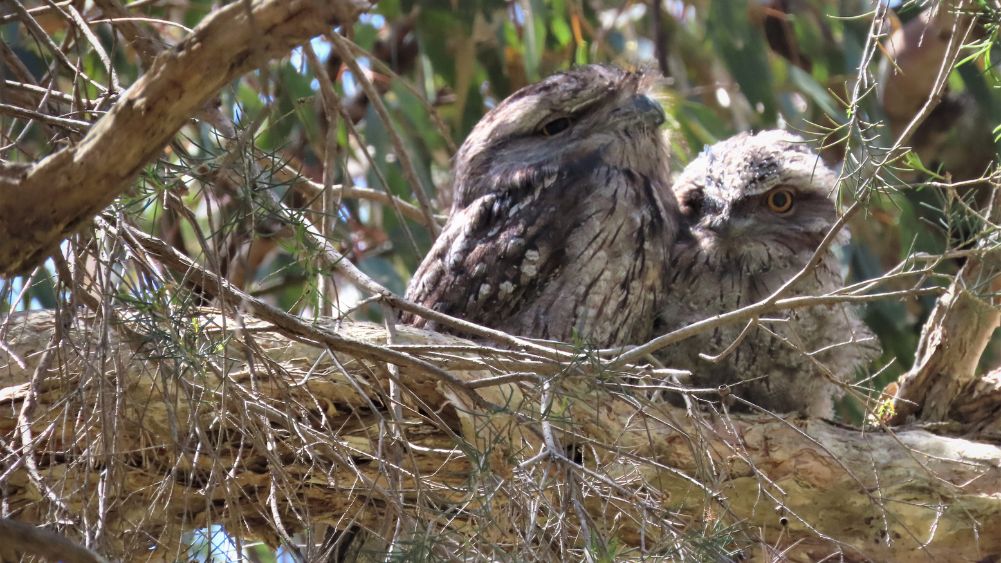 Tawny Frogmouths