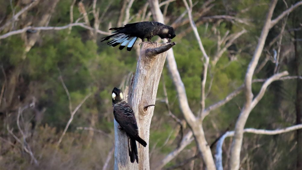 Carnaby's Black-Cockatoos