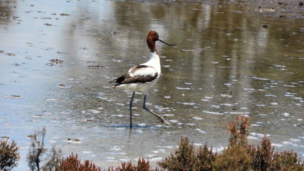 Red-necked Avocet