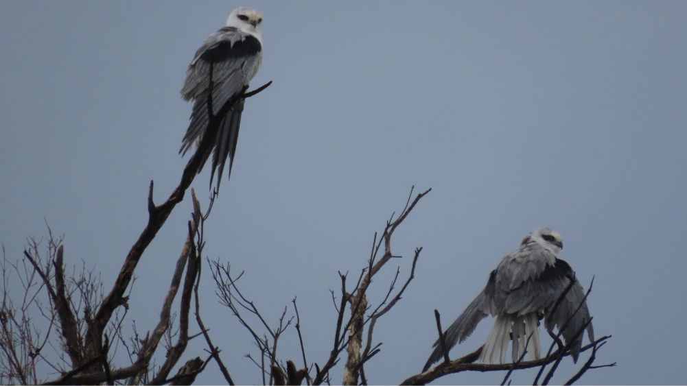 Black-shouldered Kites