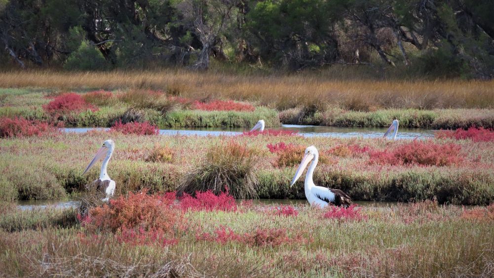 Australian Pelicans in Samphire