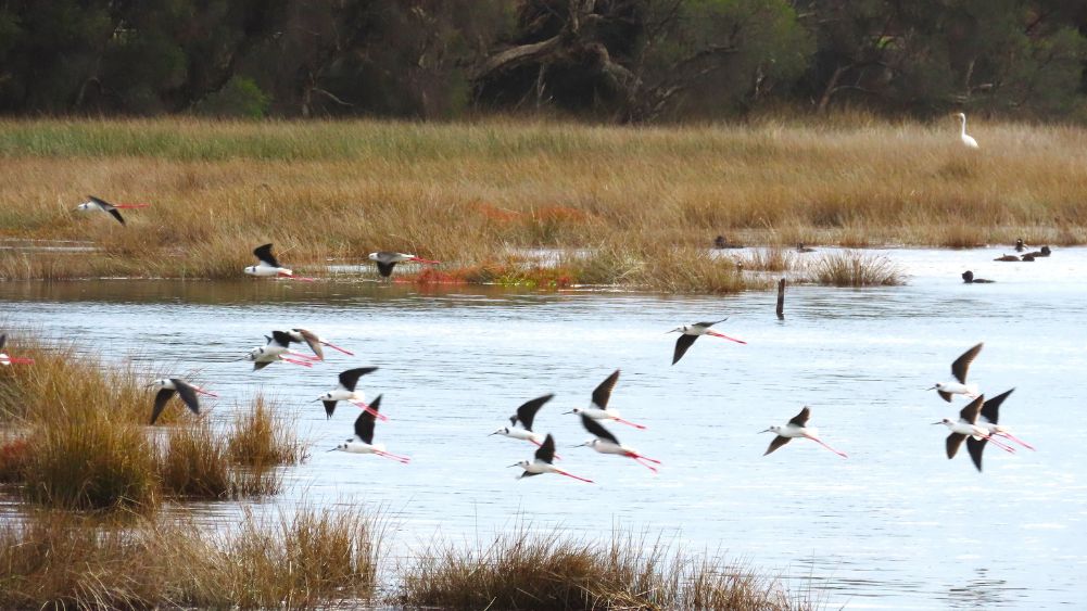 Pied Stilts