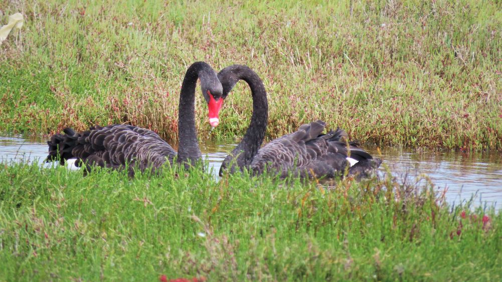 Black Swans
