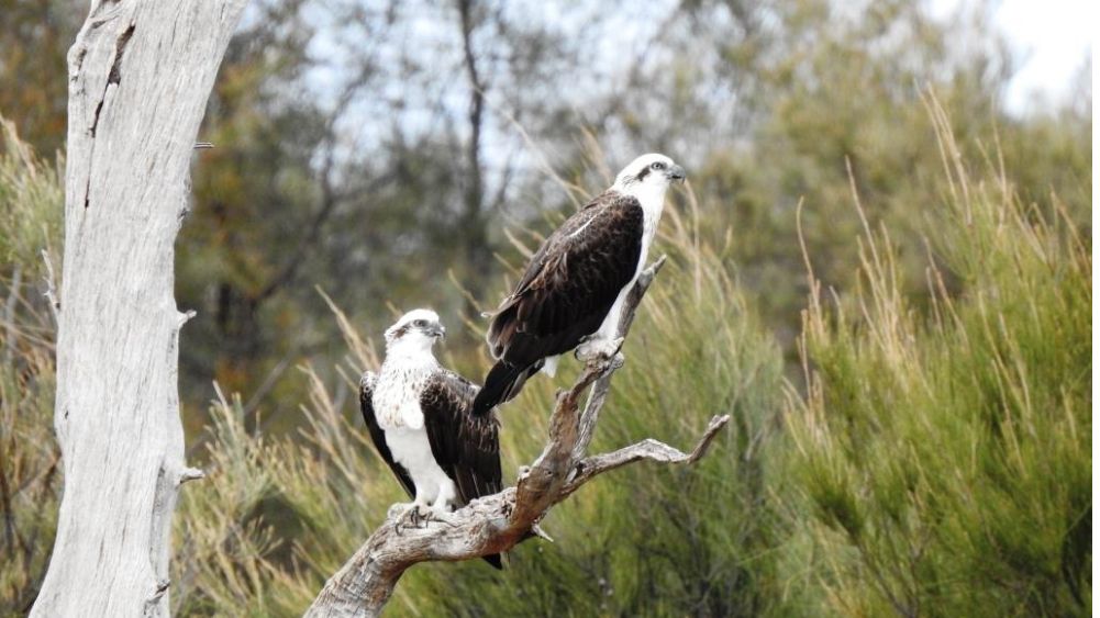 Ospreys