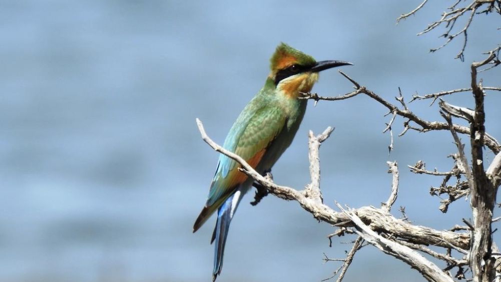 Rainbow Bee-eater