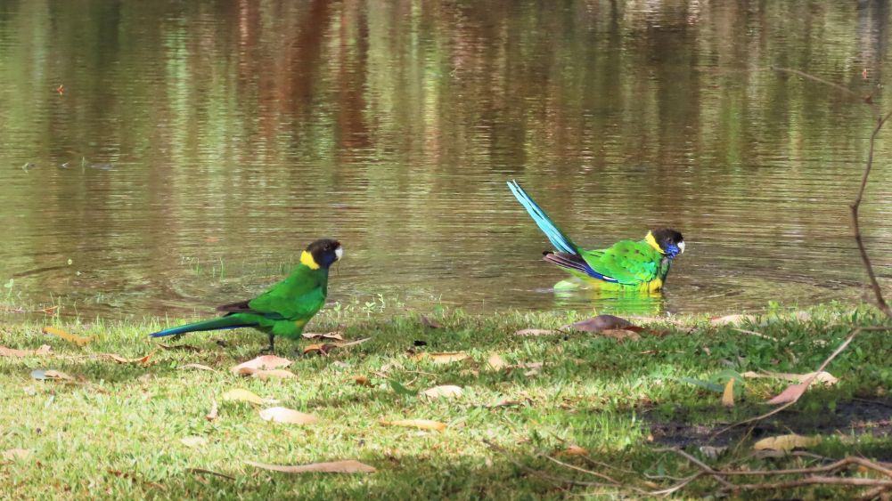 Australian Ringnecks