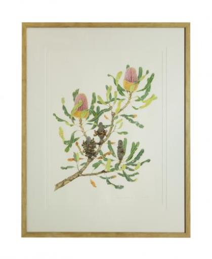 Lois Burchall  ‘Banksia Menziesii’