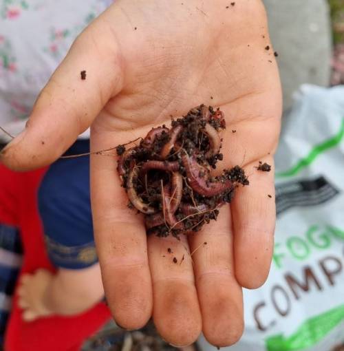 Reduce food waste with composting systems such as worm farms.