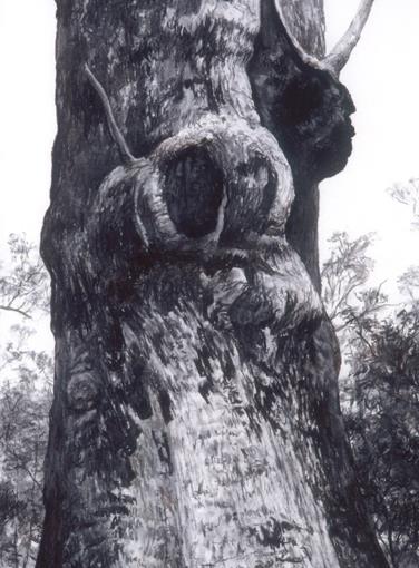 Tony Windberg  ‘Red Tingle Charcoal’ 