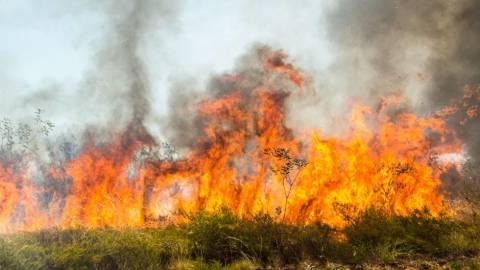 Firebreaks and Bushfire Safety