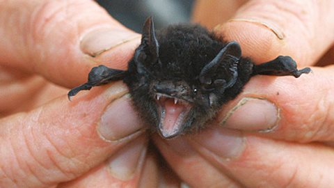 A home for Microbats