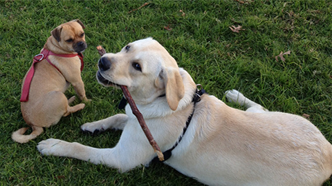 Dog Ownership Rules and Management