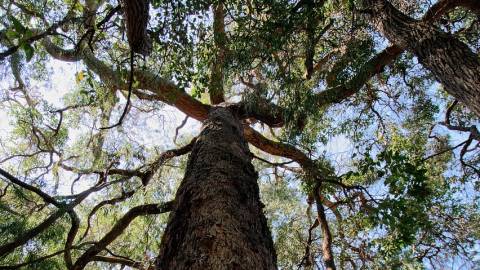 Trees and Our Urban Forest