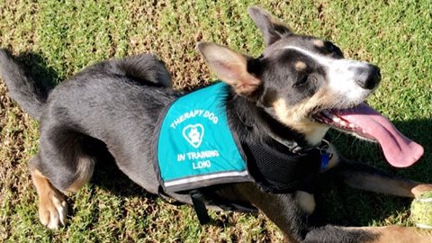 Loki the Therapy Dog