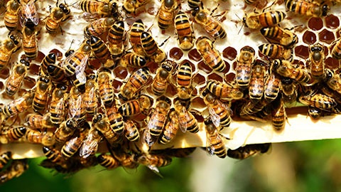 Melville Save the Bees of Australia