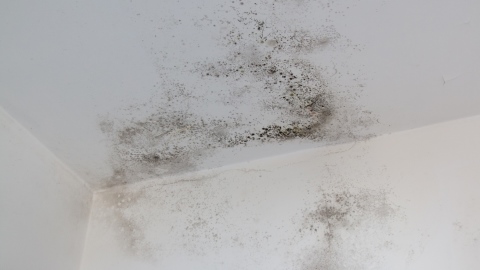 Mould
