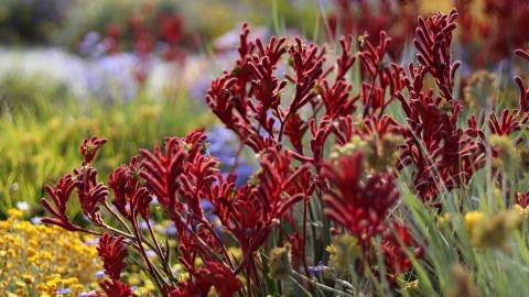 Native Plant Giveaway