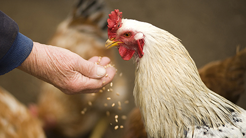 Poultry