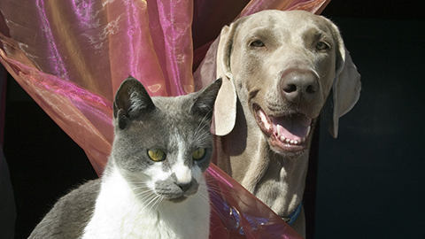Lost Dogs and Cats
