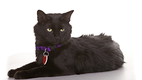 Cat Ownership Rules and Management