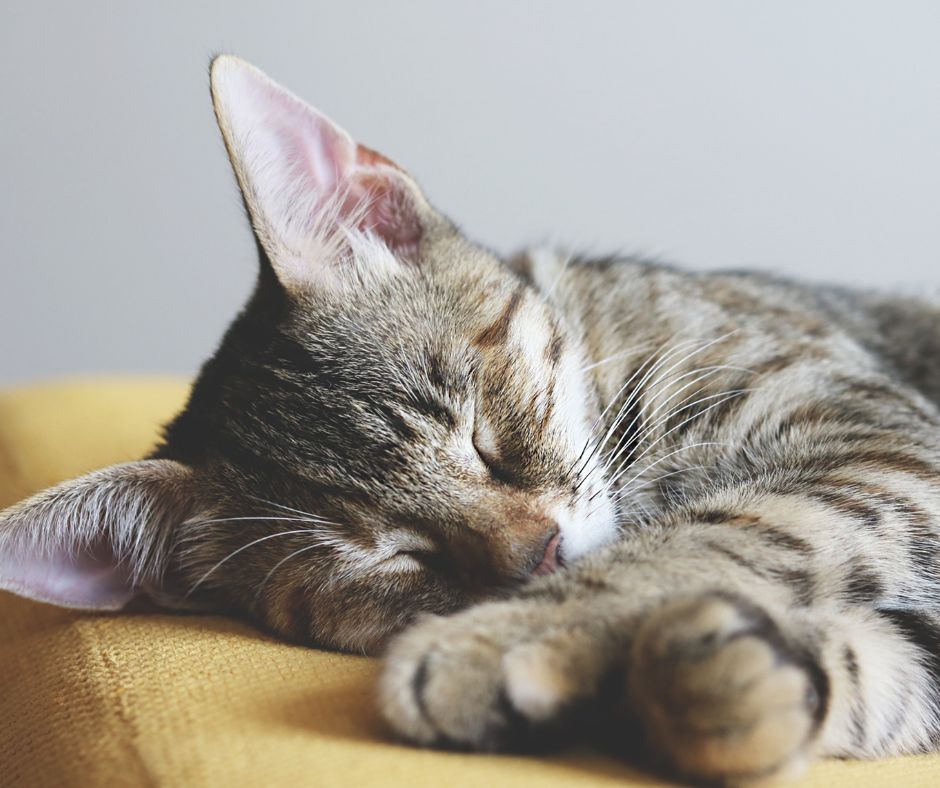 Cat ownership rules and management