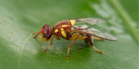 Quarantine Area in place to protect from Queensland fruit fly 