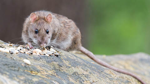 Rats and Mice