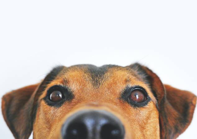 lifetime registration for dogs