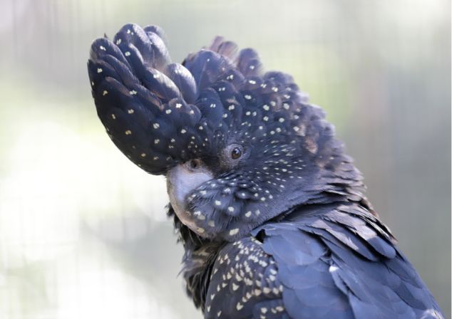 Black cockatoo