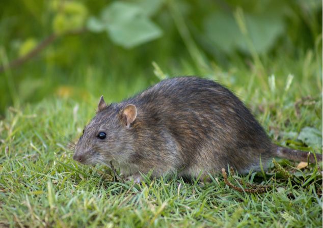 Rat sitting in grass