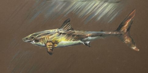 Short Course | Pastel Pencil Workshop with Samantha Adams