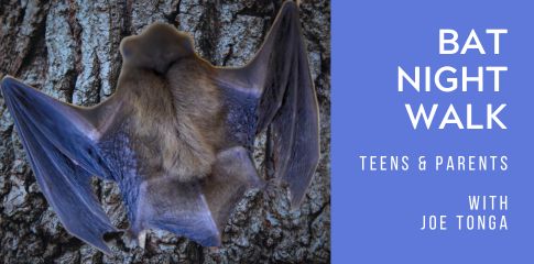 Bat Night Walk - Teens and Parents