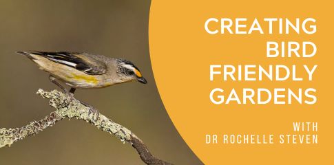 Creating bird friendly gardens