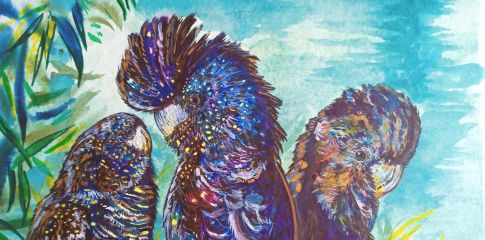 Birds in Perth | Black Cockatoo Workshop