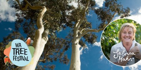 Urban forest program: information session | WA Tree Festival