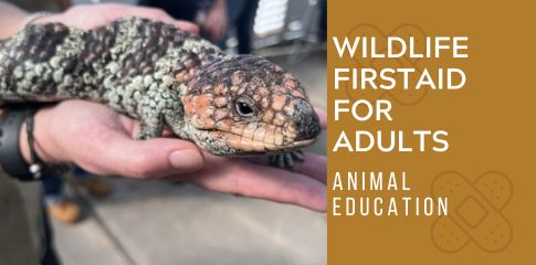 Wildlife First Aid for Adults