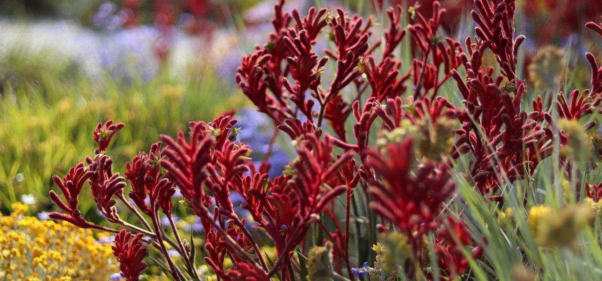 Native Plant Giveaway