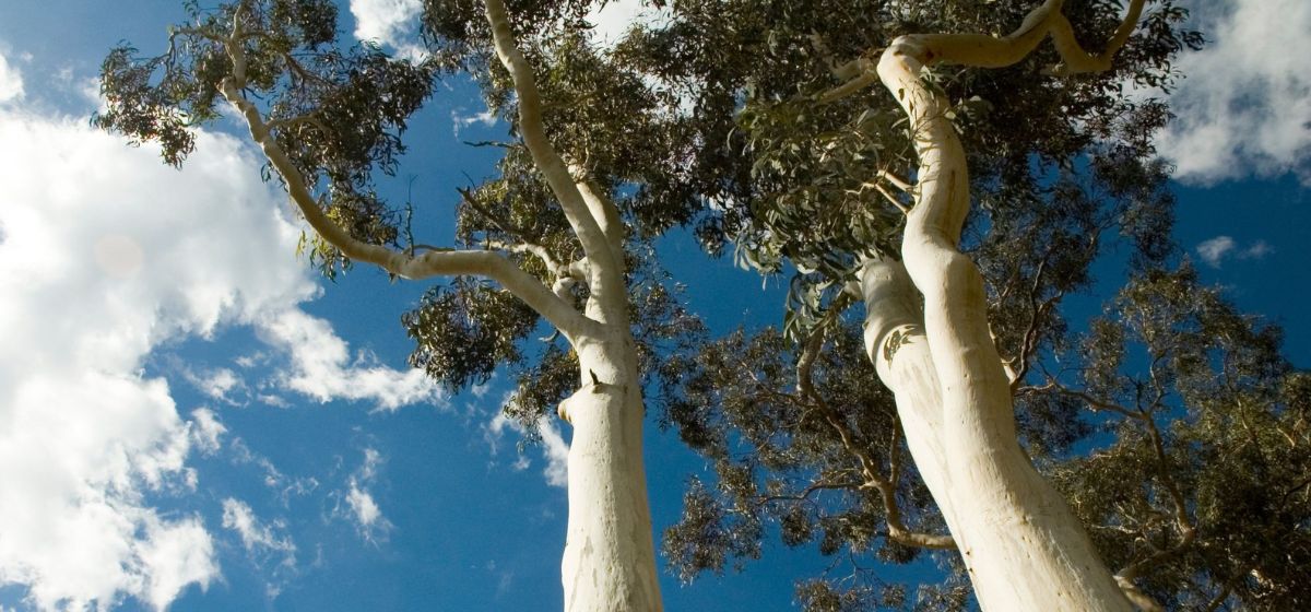 Help us save our trees from Polyphagous shot-hole borer  (PSHB)