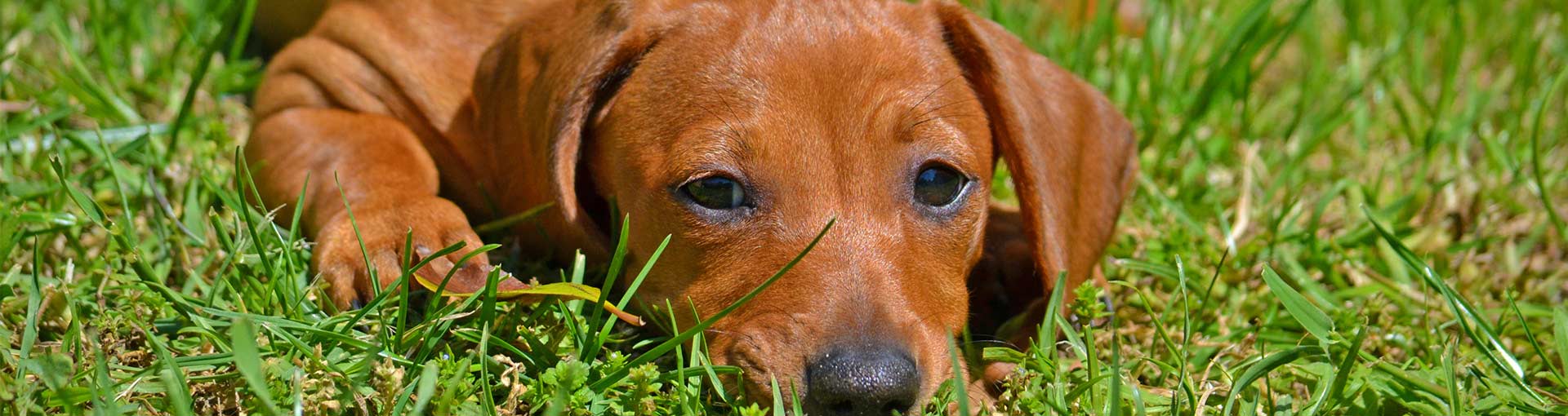 Animals and Pets