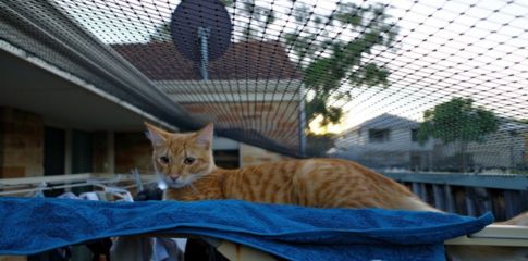 City of Melville introduces its first Cat Local Law