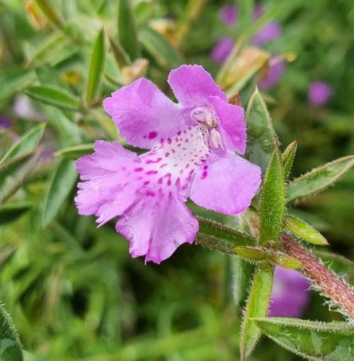 Choosing a variety of native flowering plants like this Hemiandra pungens, will help to support our native pollinator species.