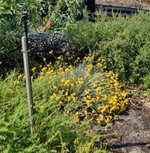 Create visual interest in your garden by including plants of a variety of heights, leaf type, and colour.