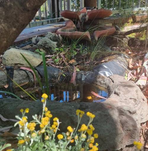 A pond (even a small one) is one of the most impactful ways to increase and support biodiversity in your backyard.