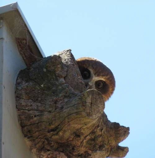 Many of our native birds and mammals require hollows for raising young. Regularly maintained artificial habitats such as nesting boxes play an important role in supporting our wildlife.