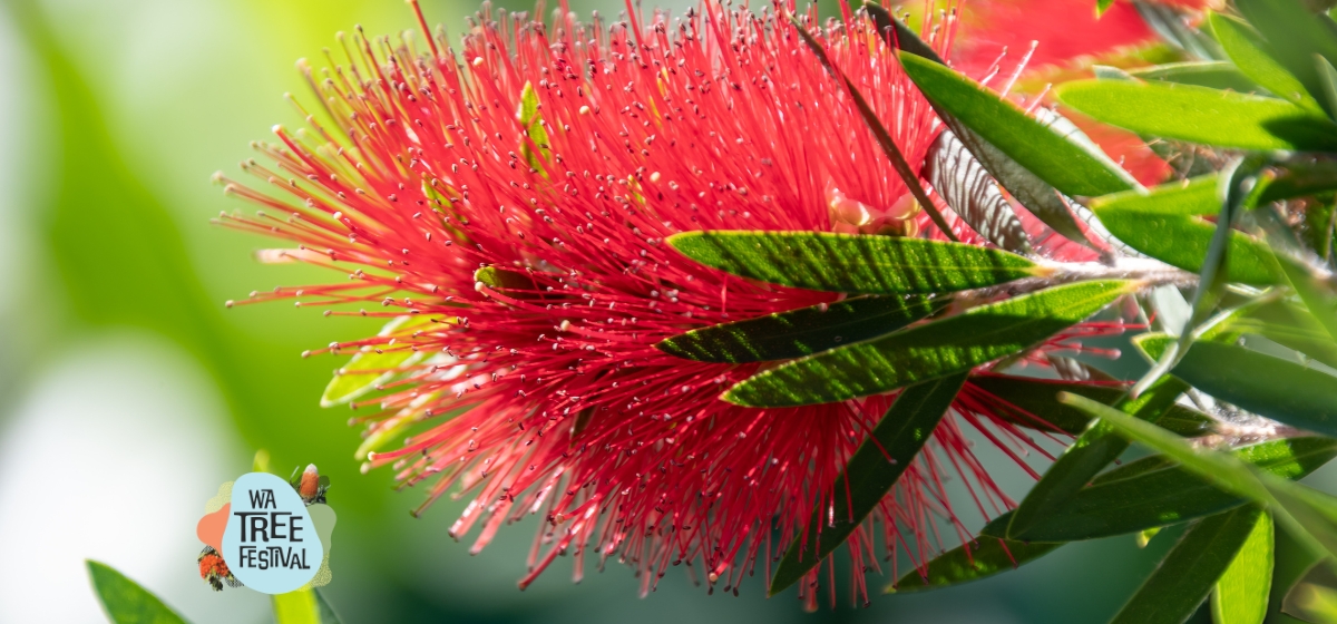 Image of a native plant
