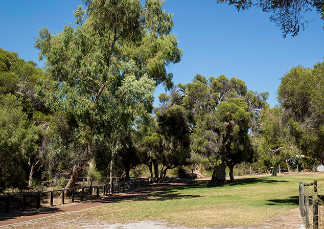 grassed area with large trees